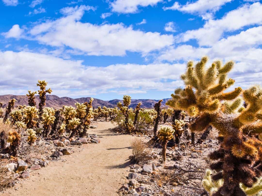 Cholla Cactus Garden in Joshua Tree National Park