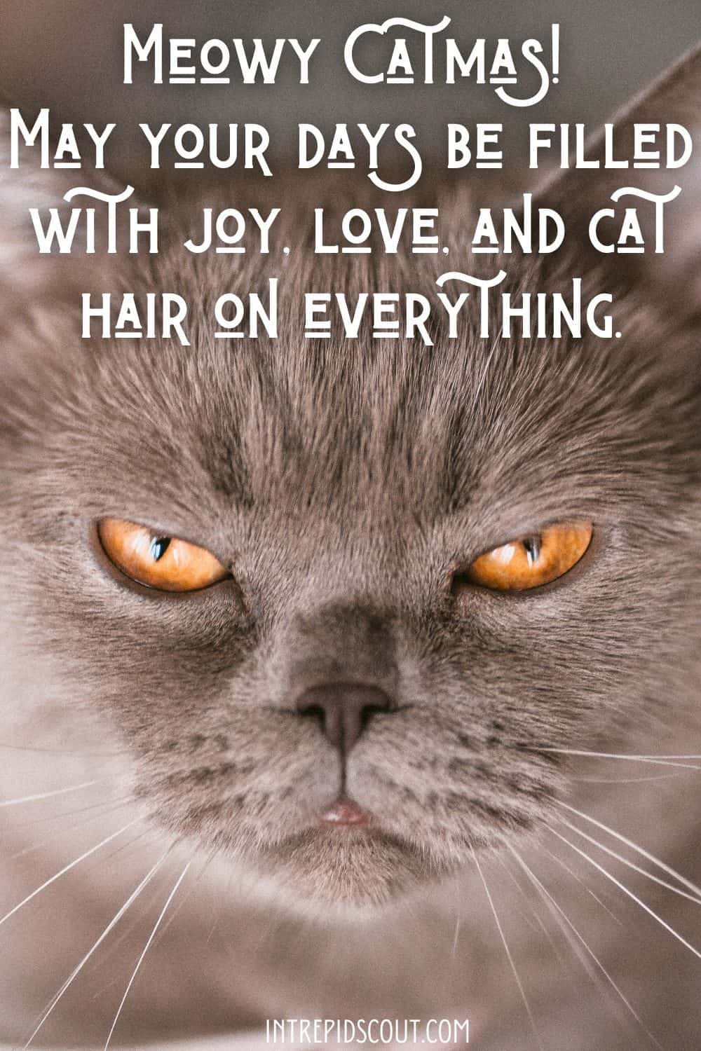 Christmas Cat Captions and Quotes