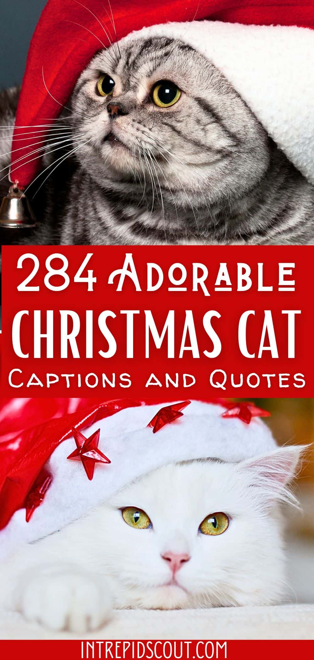 Christmas Cat Captions and Quotes