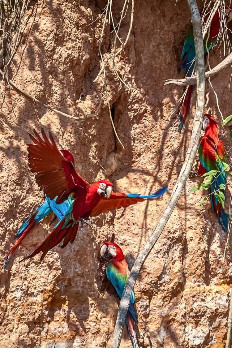 What Is Peru Known For Macaw Clay Lick