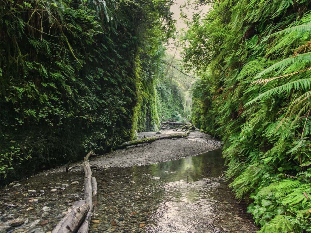 National Parks in California Fern Canyon in Redwoods National and State Parks