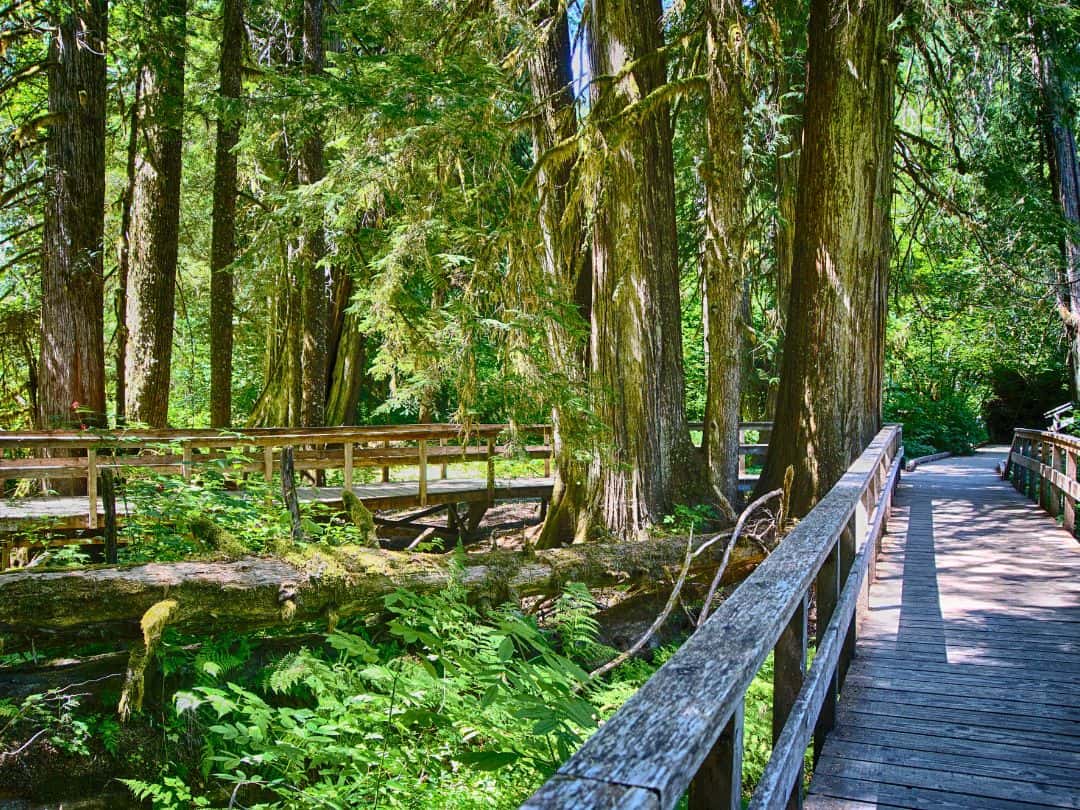 Grove of the Patriarchs in Mount Rainier National Park