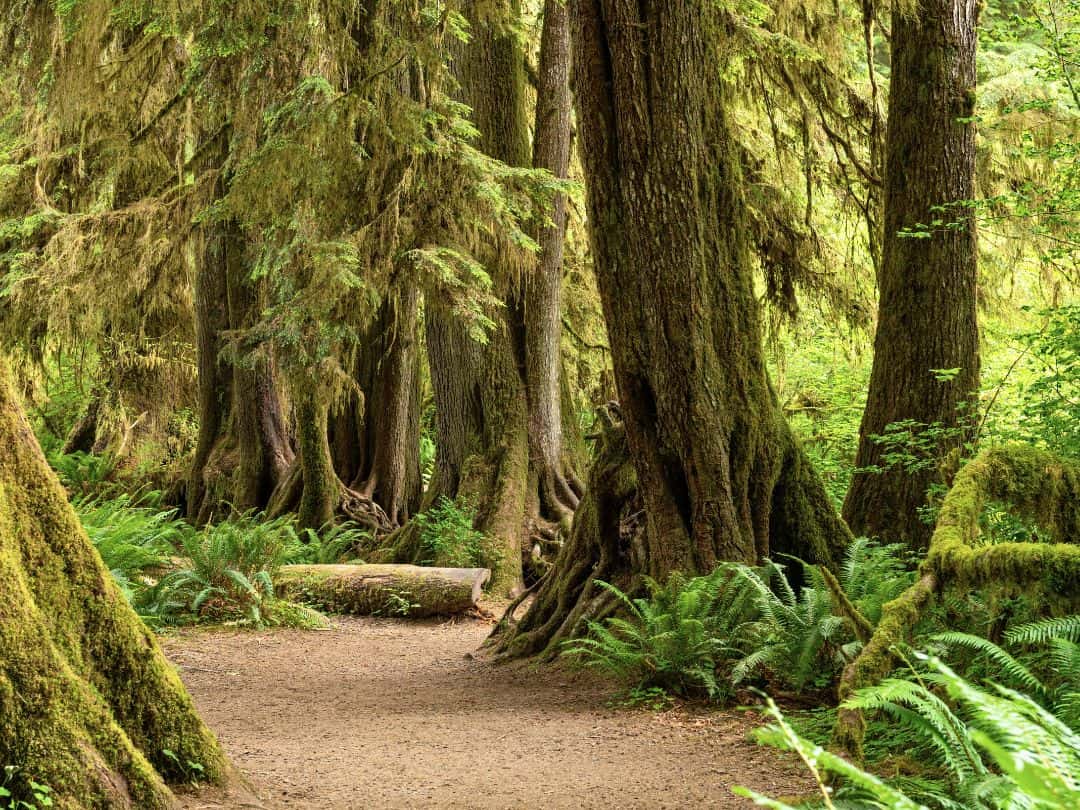 Hoh Rain Forest, Hall of Mosses