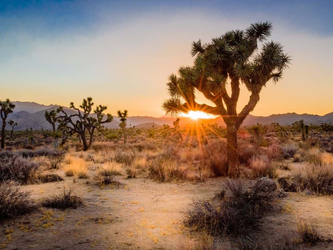 Joshua Tree at Sunset