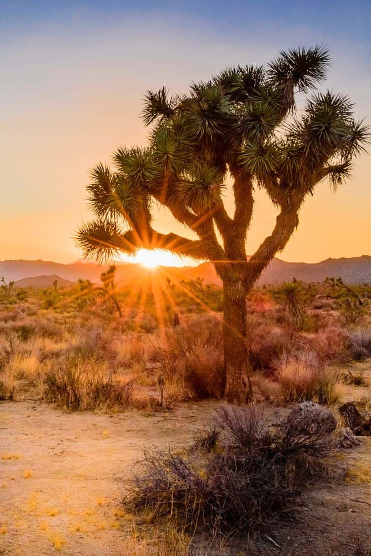 What Is California Known For Joshua Tree National Park