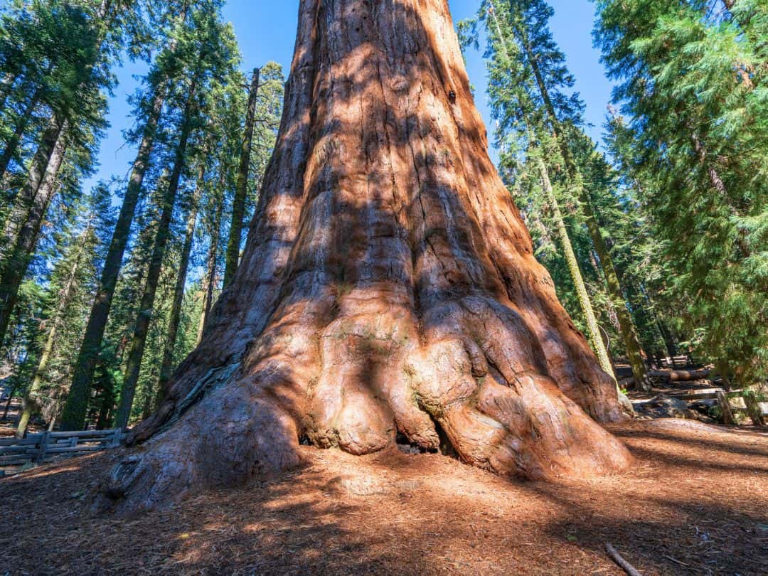 Kings Canyon, General Sherman