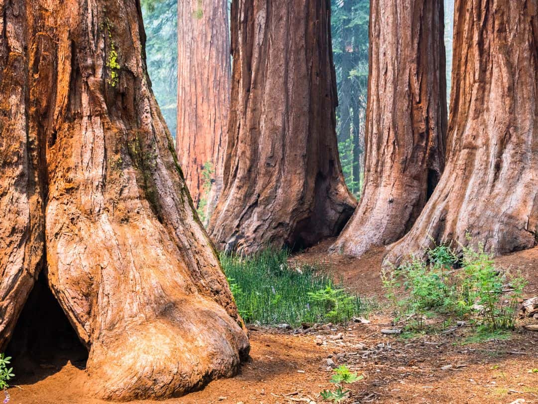 Mariposa Grove in Yosemite