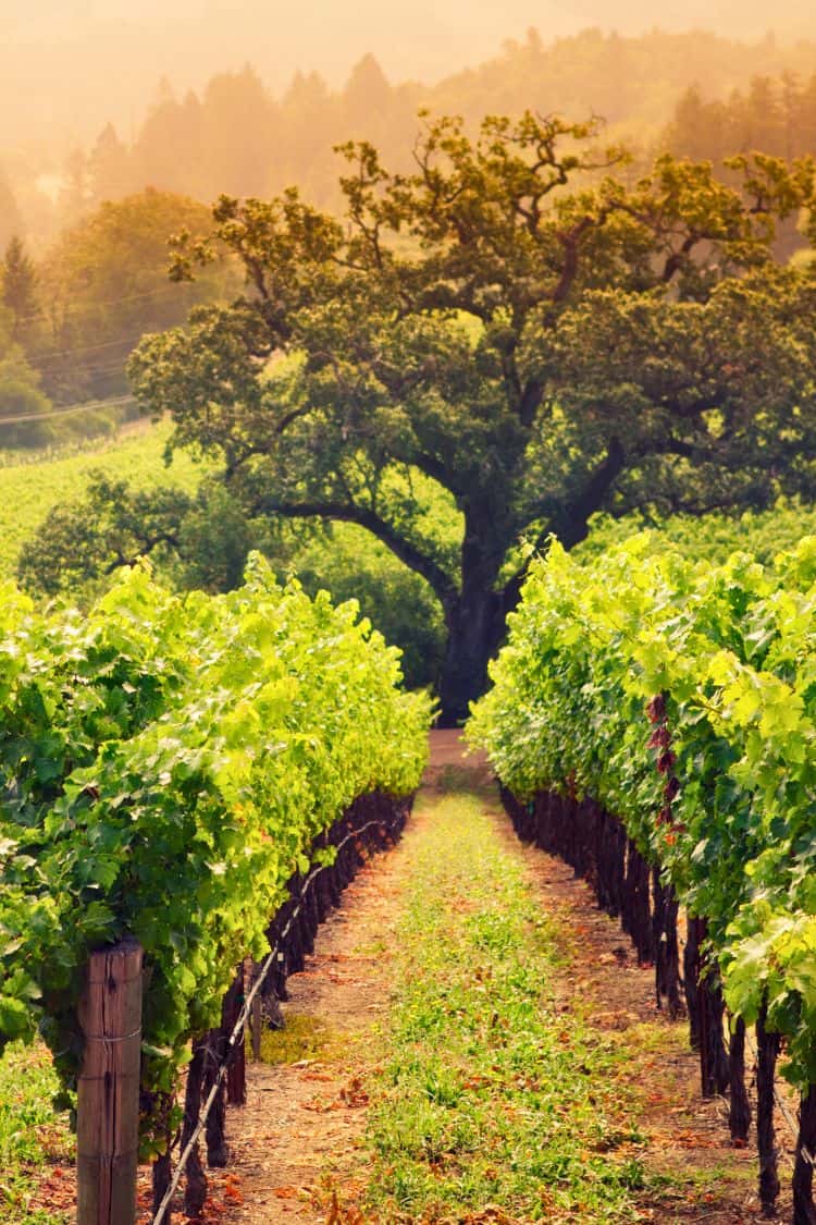 What Is California Known For Napa Valley