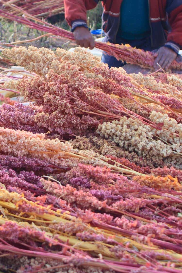 What Is Peru Known For Quinoa