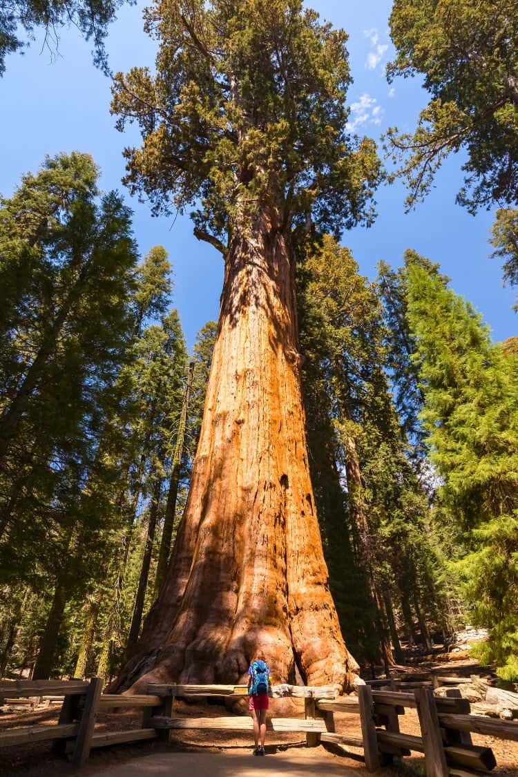 What Is California Famous For Redwood National Park