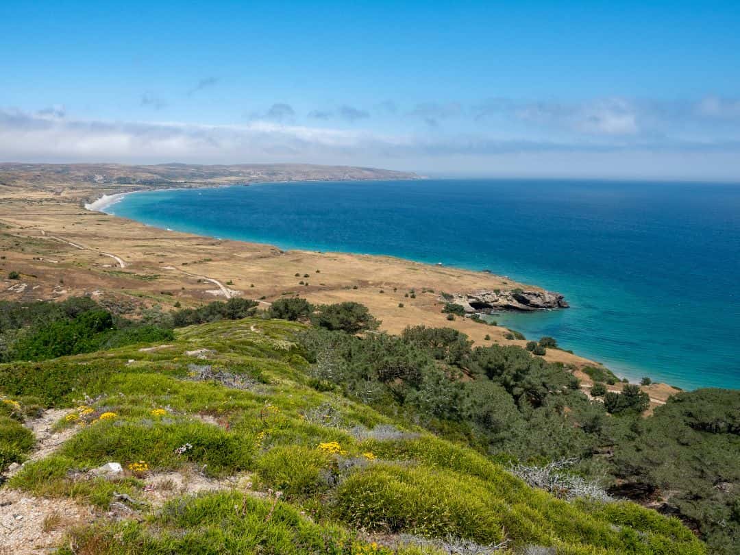 Santa Rosa Island, Torrey Pines