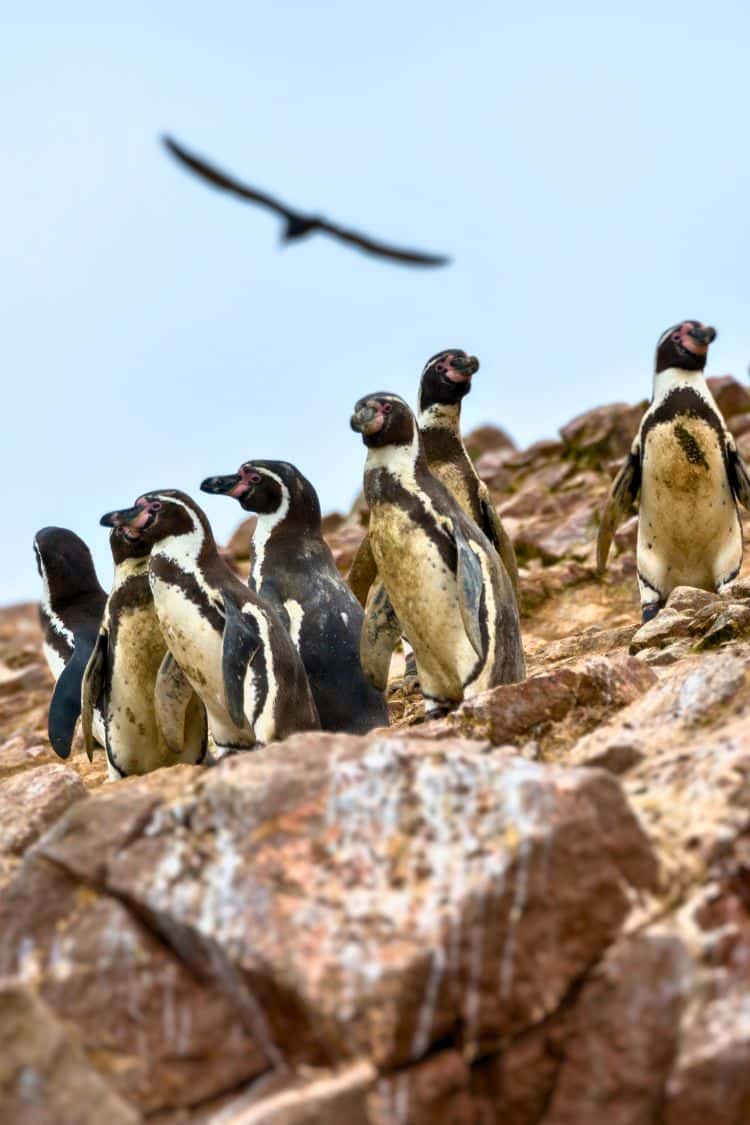 The Ballestas Island