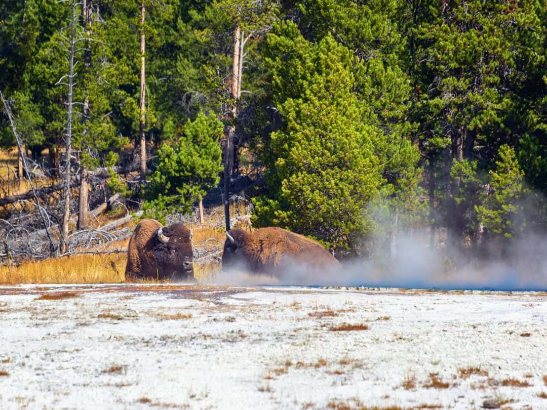 Bison in Yellowstone