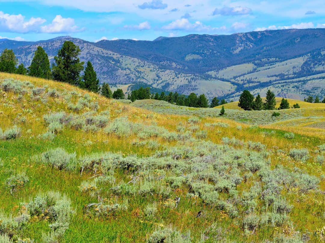 Best Stops on Yellowstone Grand Loop Drive