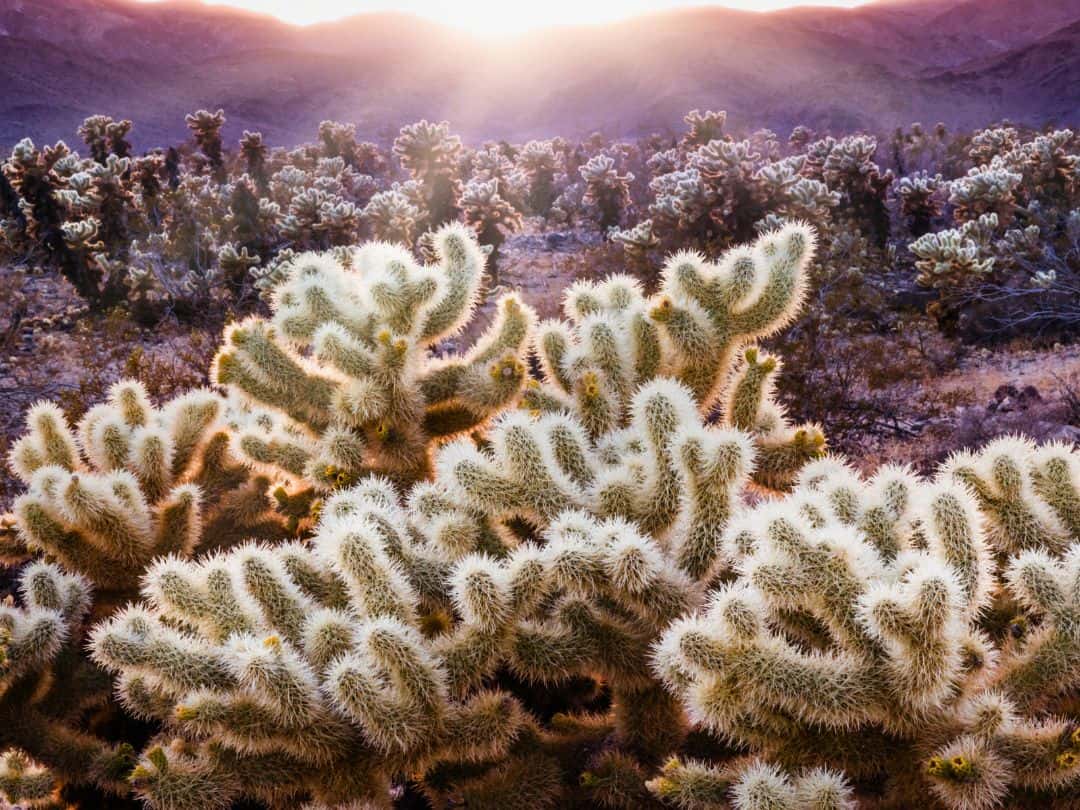 Sunset in Joshua Tree Cholla Cactus Garden