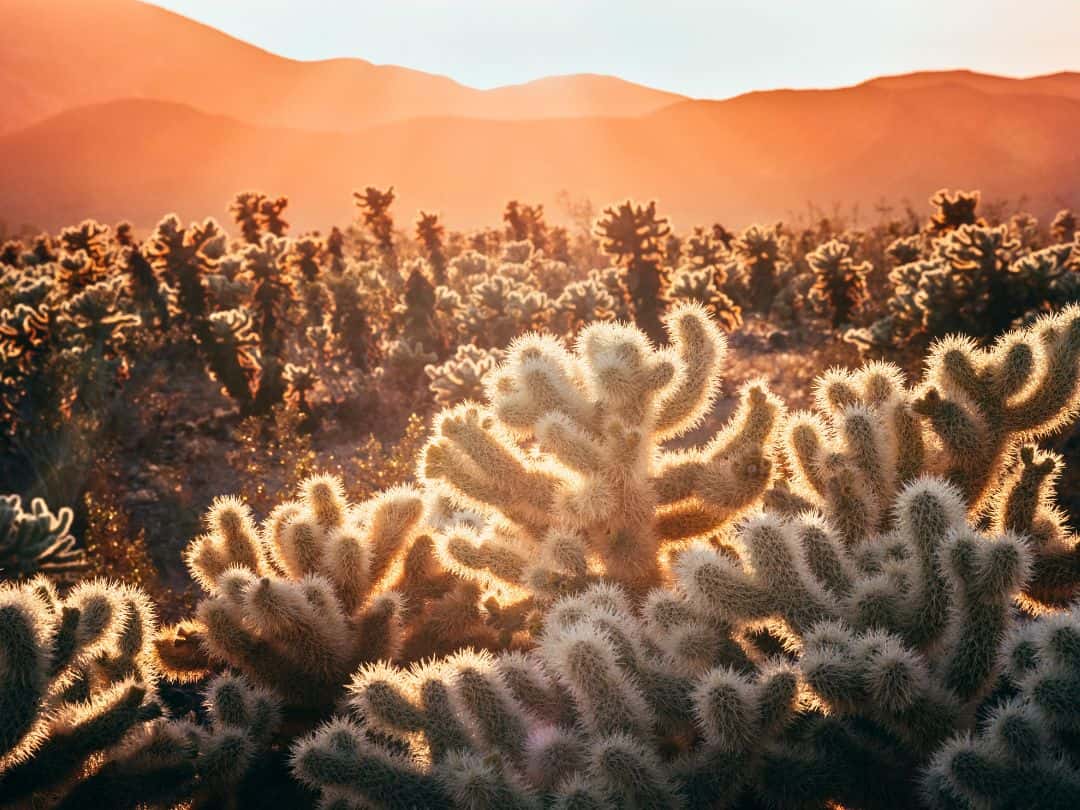 Sunset in Joshua Tree