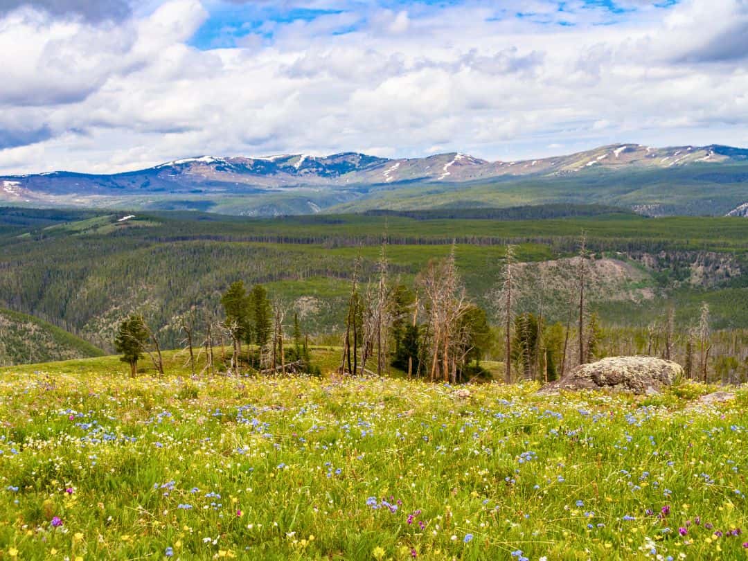 Dunraven Pass