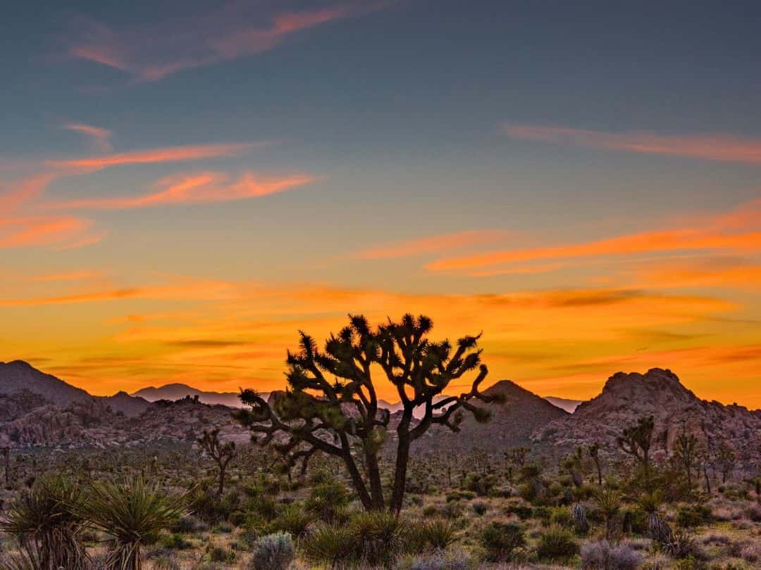 Sunset in Joshua Tree