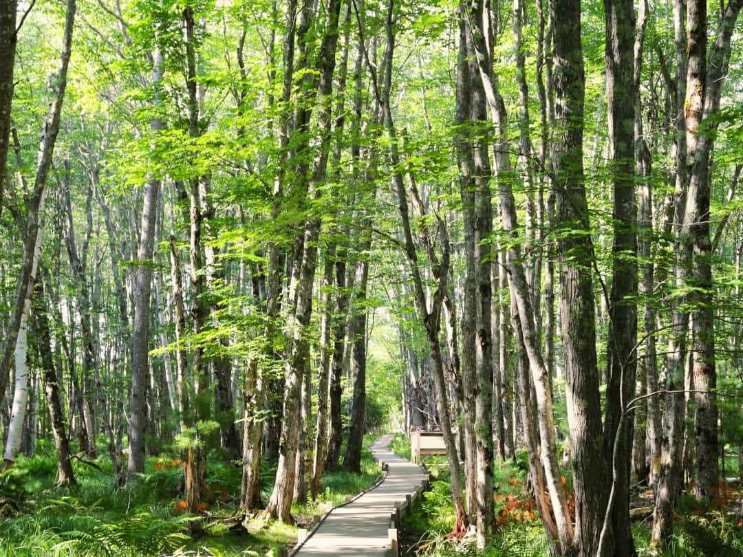 Jesup Path in Acadia