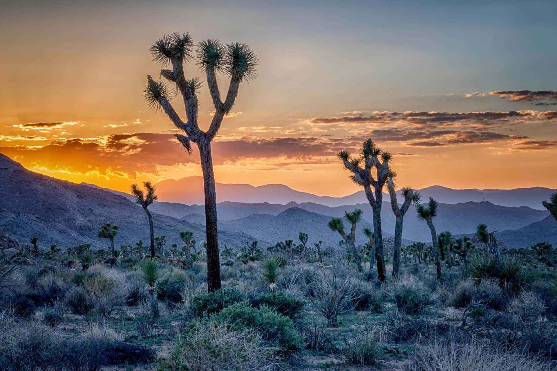 Sunset in Joshua Tree