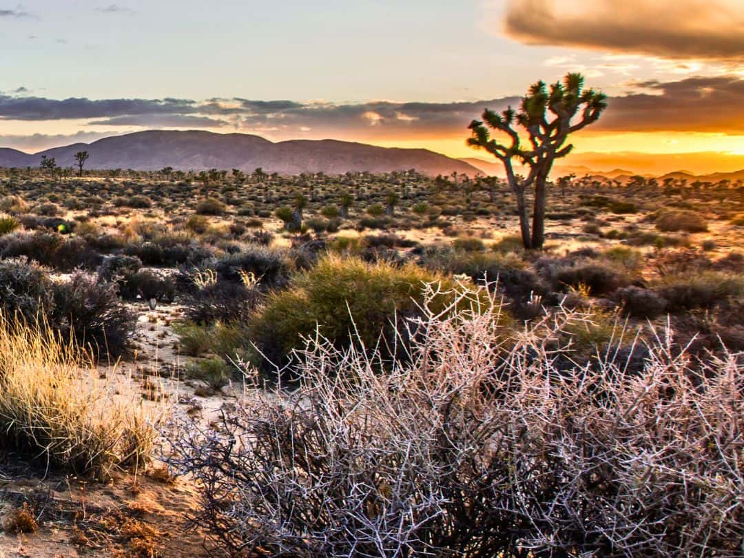 Sunset in Joshua Tree