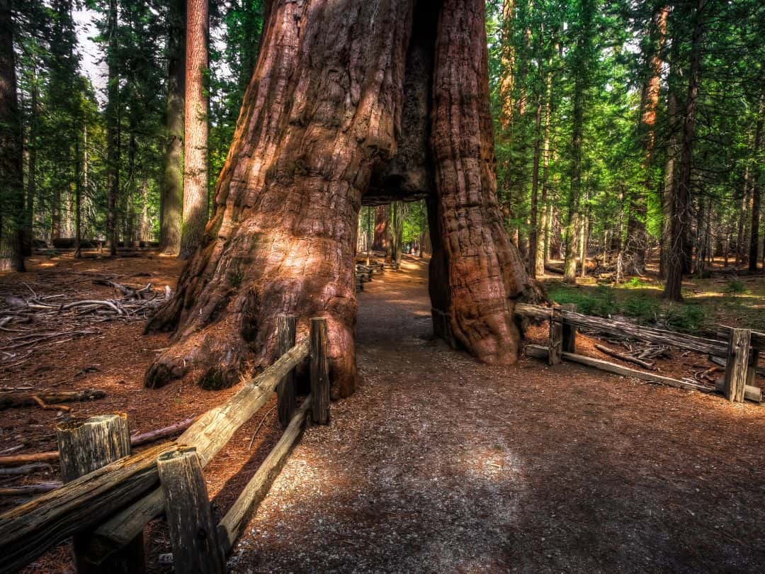 Mariposa Grove in Yosemite