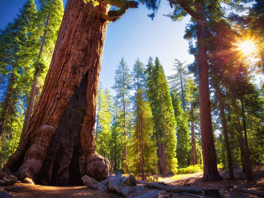Easy Hikes in Yosemite Mariposa Grove Grizzly Giant