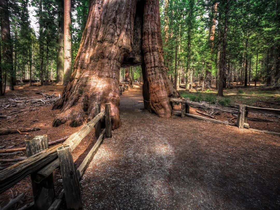 Mariposa Grove Tunnel Tree