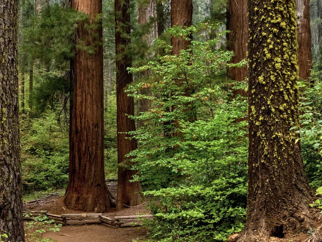 Best Stops on Tioga Road Merced Grove in Yosemite National Park