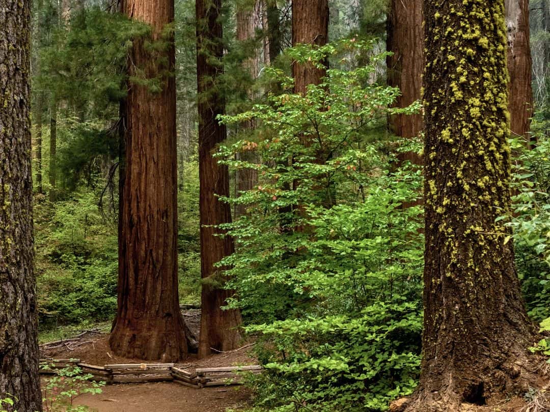 Merced Grove in Yosemite National Park