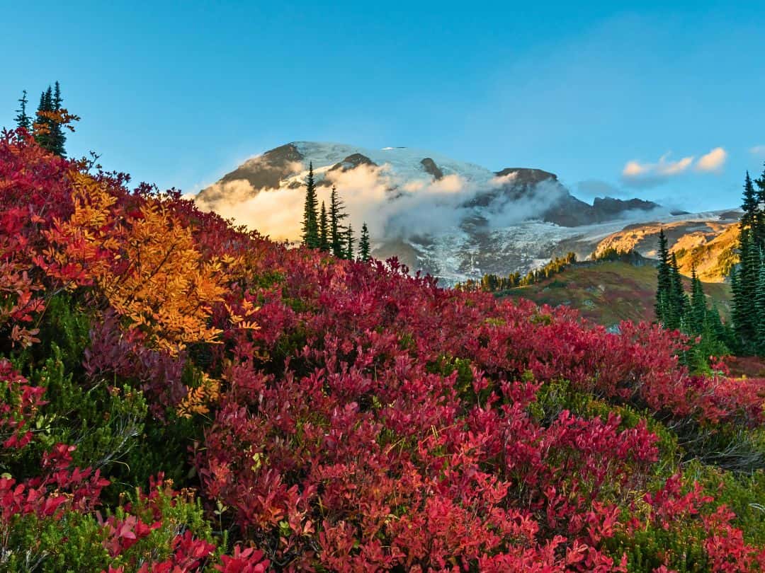 Paradise in Mount Rainier National Park