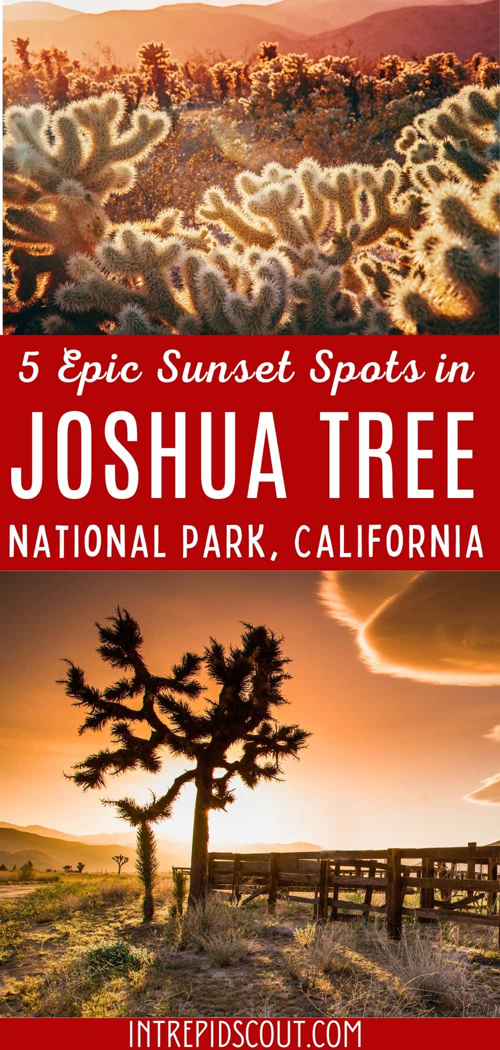 Sunset in Joshua Tree