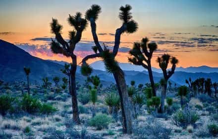 Sunset in Joshua Tree