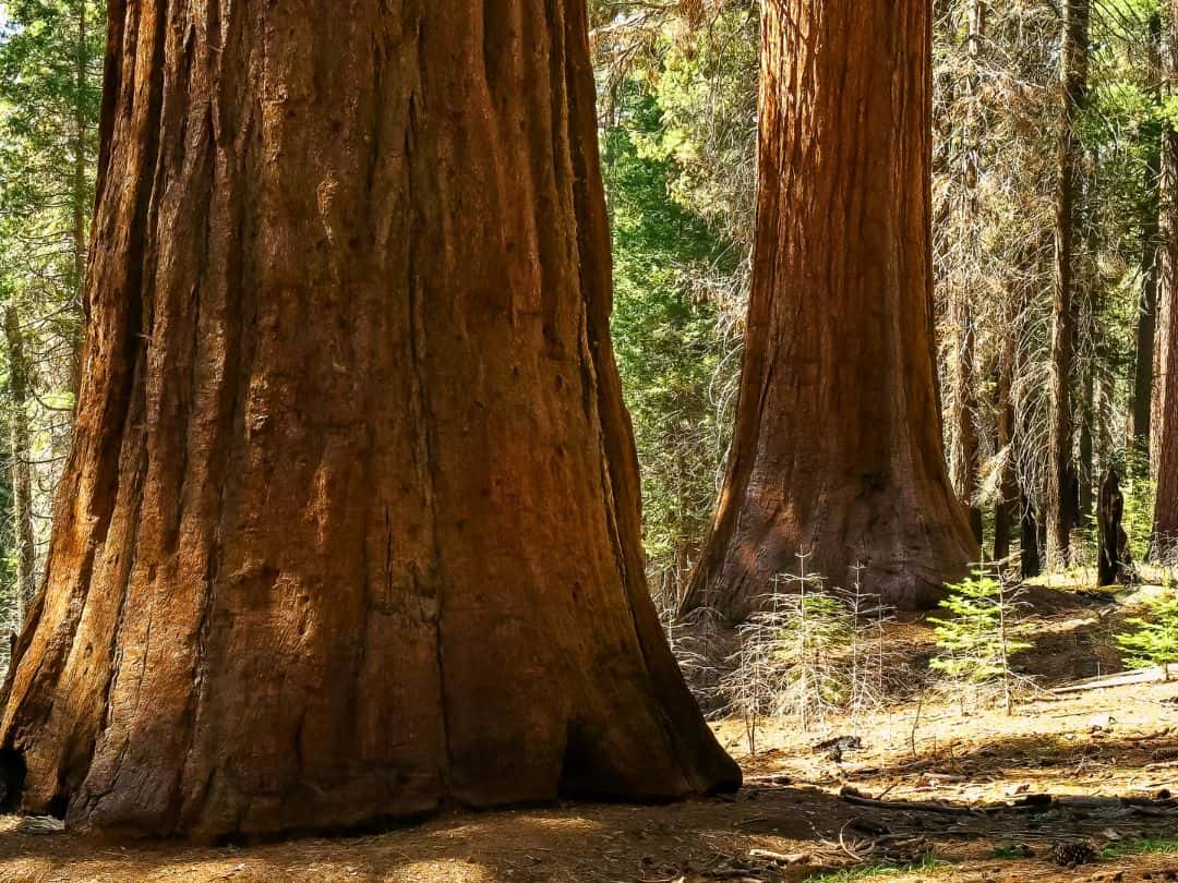 Tuolumne Grove in Yosemite