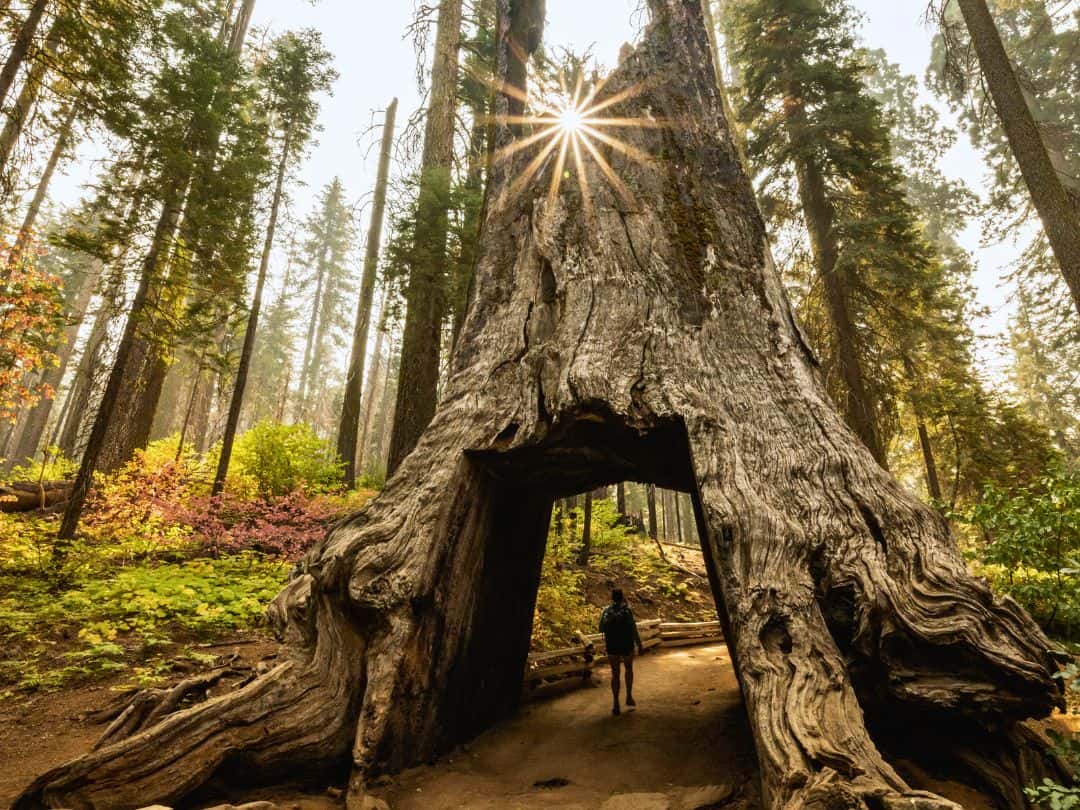 Best Stops on Tioga Road Tuolumne Grove