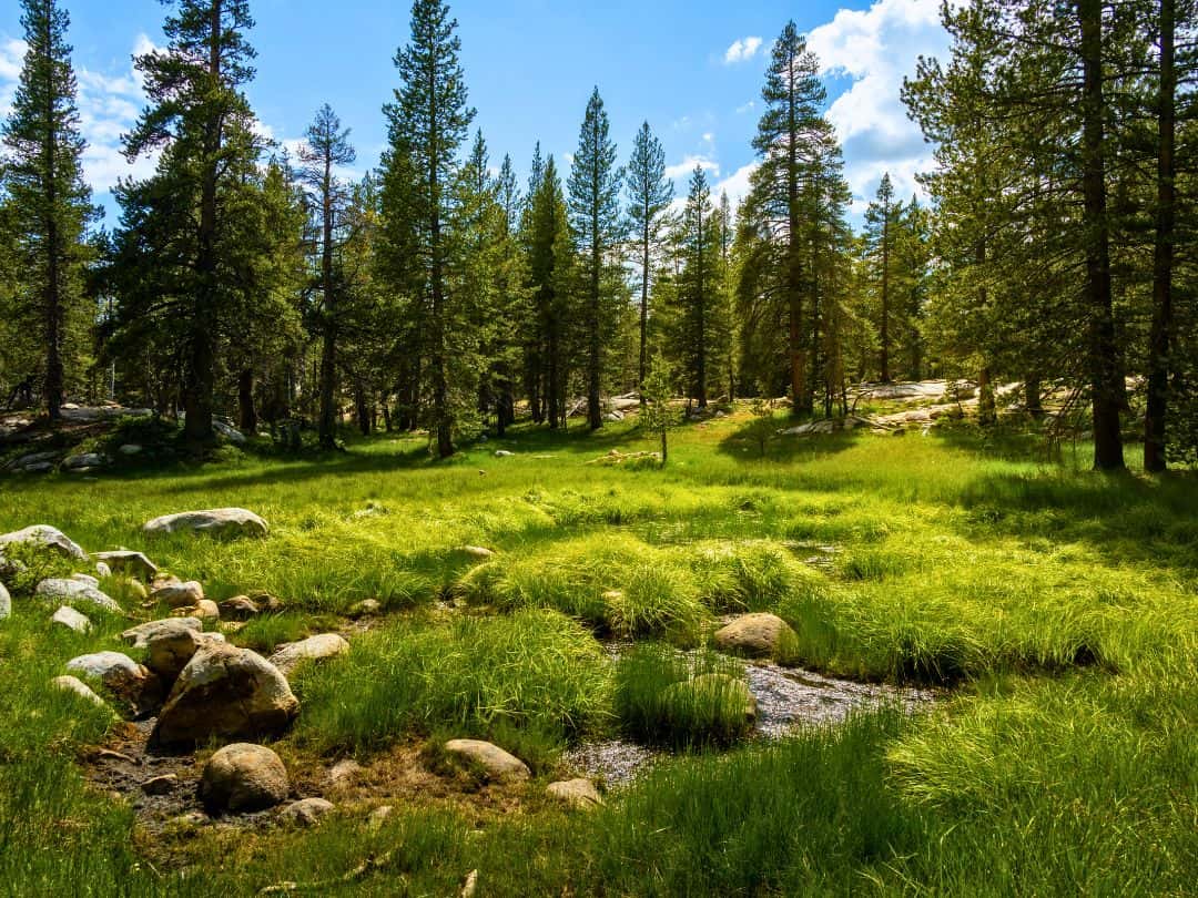 Best Stops on Tioga Road Tuolumne Meadows