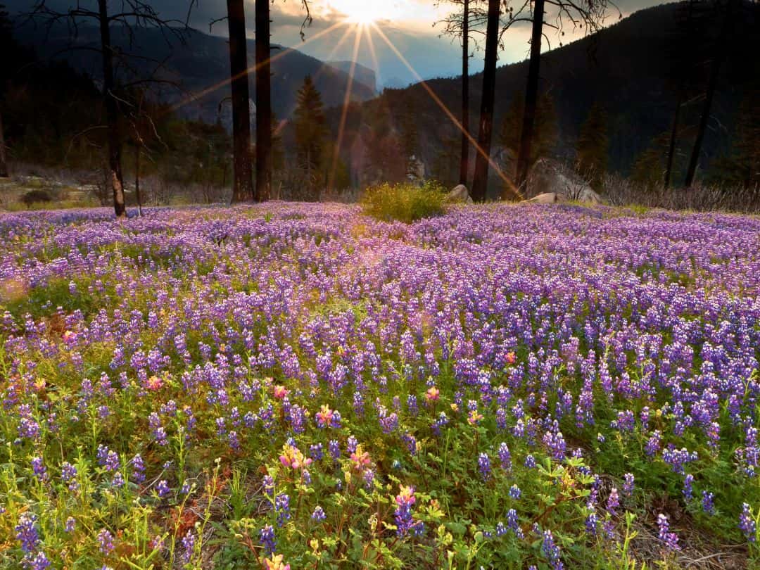 Best Times to Visit Yosemite Wildflowers in Yosemite National Park