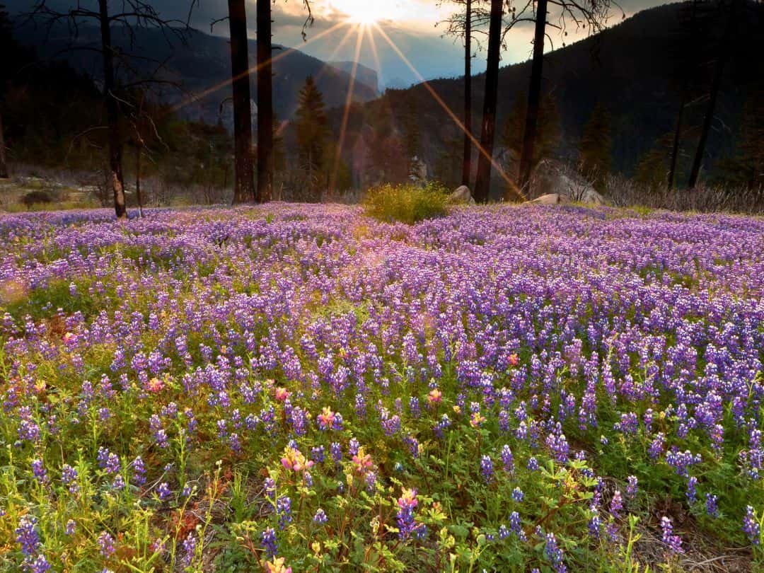 Wildflowers in Yosemite National Park