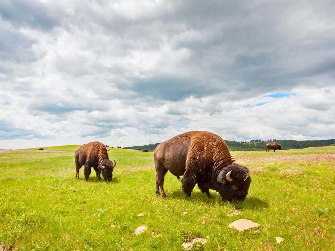 Bison in Yellowstone