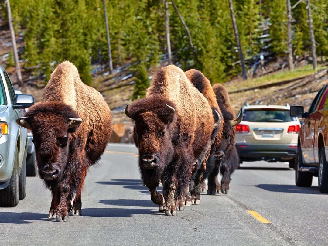 Entrances to Yellowstone Bison in Yellowstone