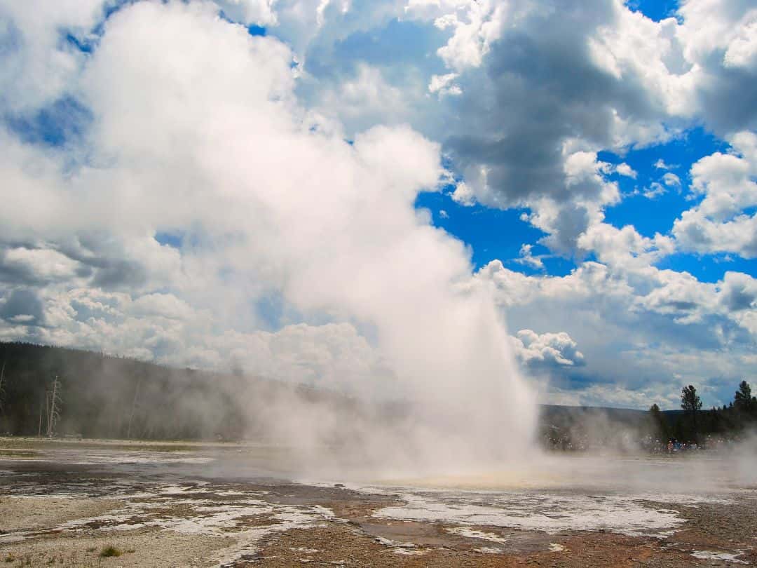 Daisy Geyser