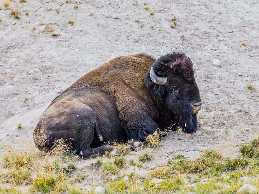 One Day in Yellowstone