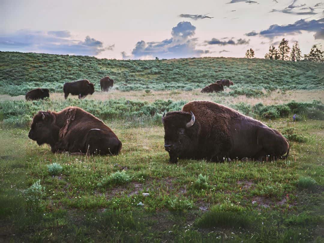 Best Photography Locations In Yellowstone