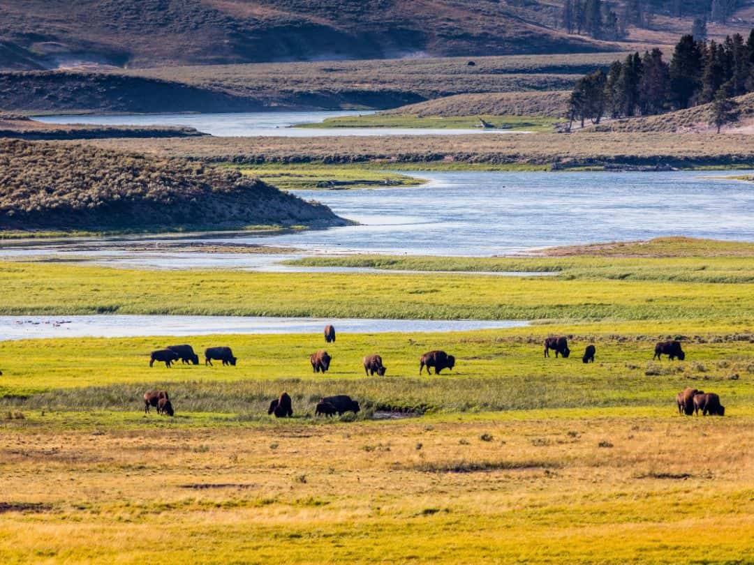 Entrances to Yellowstone Hayden Valley in Yelloestone