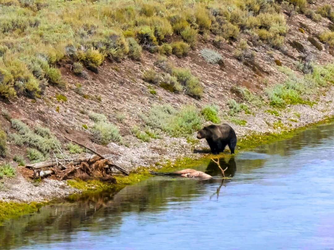Best Stops on Yellowstone Lower Loop Drive Hayden Valley