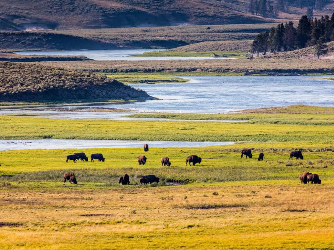 Hayden Valley in Yellowstone