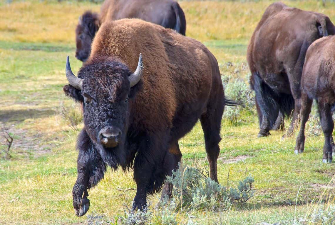 Bison in Lamar Valley
