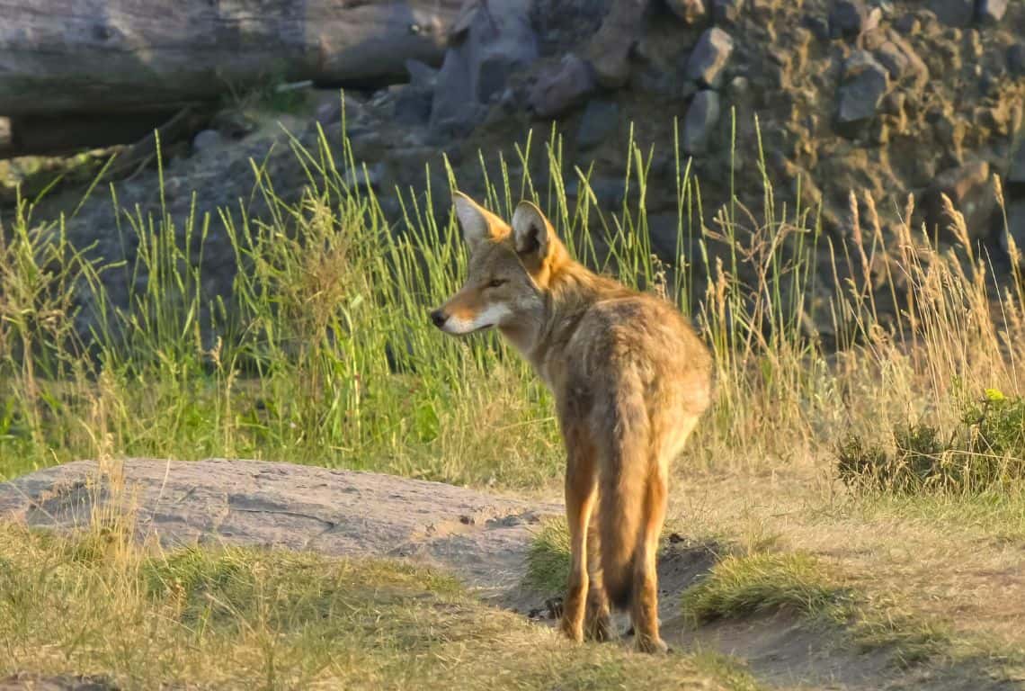 Best Photography Locations in Yellowstone