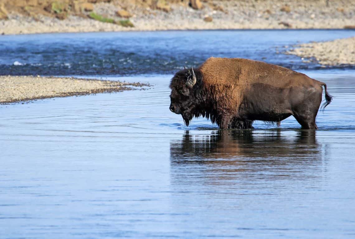 Bison in Lamar Valley