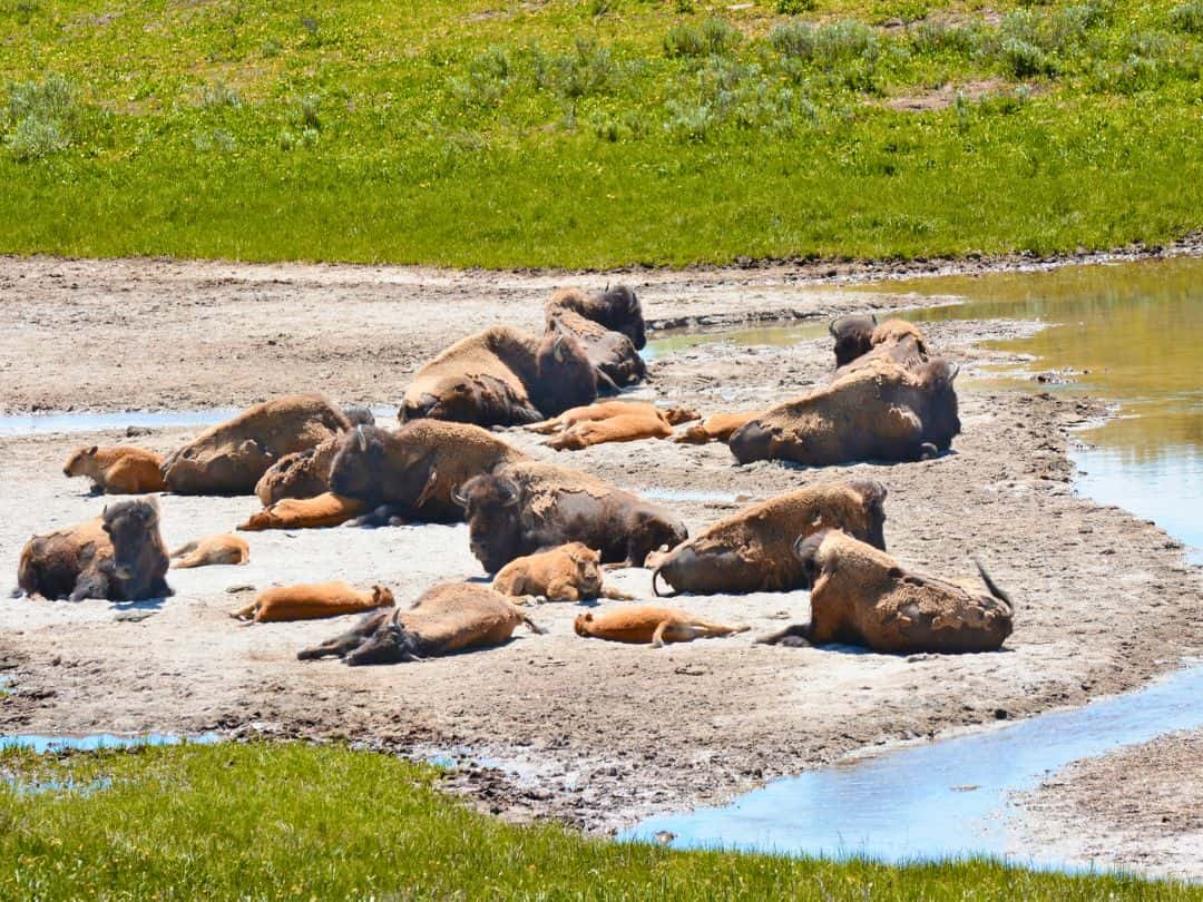 Short and Easy Hikes in Yellowstone